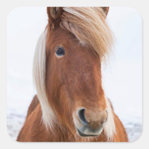 IJslands paard in de winter Vierkante Sticker