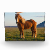 IJslands paard in zonnelicht Fotoblokken (Voorkant)