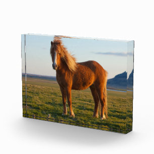 IJslands paard in zonnelicht Fotoblokken