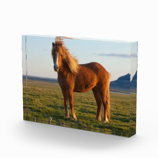 IJslands paard in zonnelicht Fotoblokken (Rechts)