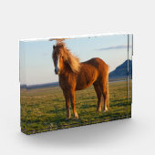 IJslands paard in zonnelicht Fotoblokken (Links)