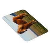 IJslands paard in zonnelicht Magneet (Rechterzijde)