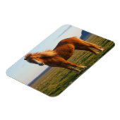 IJslands paard in zonnelicht Magneet (Linkerzijde)