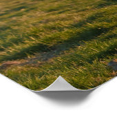 IJslands paard in zonnelicht Poster (Hoek)