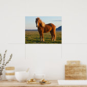 IJslands paard in zonnelicht Poster (Keuken)