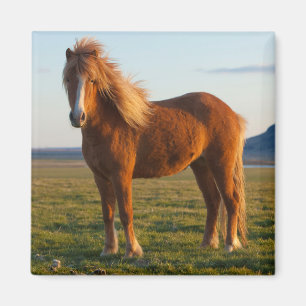 IJslands Paard in Zonsondergang Licht Magneet