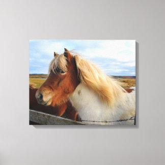 IJslands paard met blonde manen Canvas Afdruk