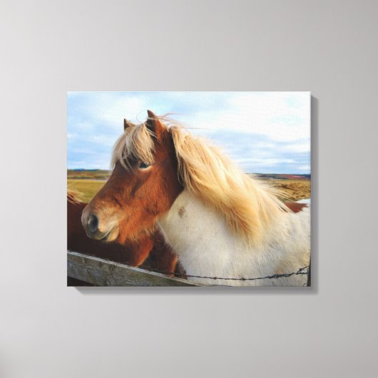IJslands paard met blonde manen Canvas Afdruk (Voorkant)