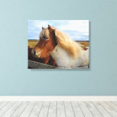 IJslands paard met blonde manen Canvas Afdruk (Insitu (Houten vloer))