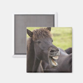 IJslands paard met grappige expressie Magneet (Voorkant / Achterkant)