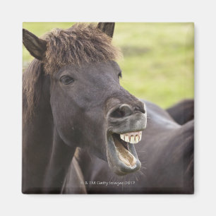 IJslands paard met grappige expressie Magneet