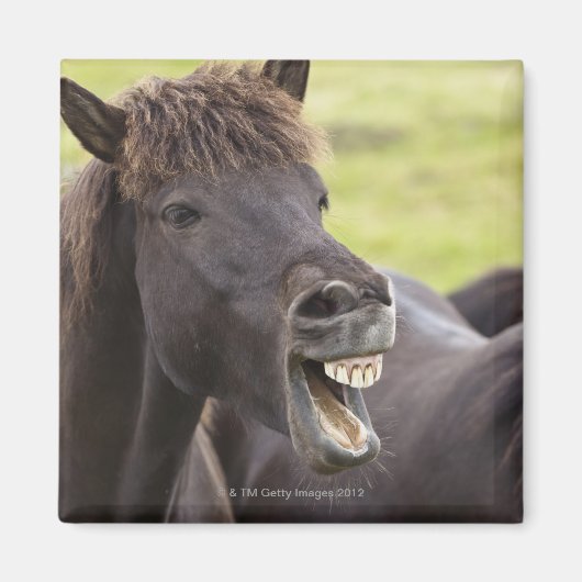 IJslands paard met grappige expressie Magneet (Voorkant)