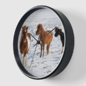 IJslands paard met typische winterjas (Hoek)