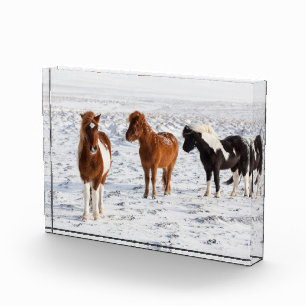 IJslands paard met typische winterjas Fotoblokken
