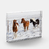 IJslands paard met typische winterjas Fotoblokken (Links)