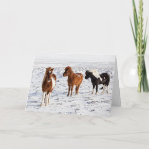 IJslands paard met typische winterjas Kaart