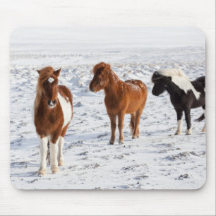 IJslands paard met typische winterjas Muismat
