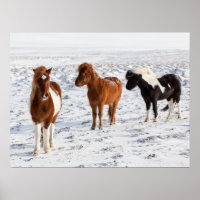 IJslands paard met typische winterjas