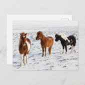 IJslands paard met typische winterkat Briefkaart (Voorkant / Achterkant)