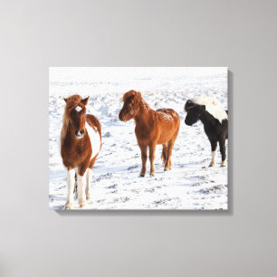 IJslands paard met typische winterkat Canvas Afdruk
