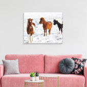IJslands paard met typische winterkat Canvas Afdruk (Insitu (Woonkamer))