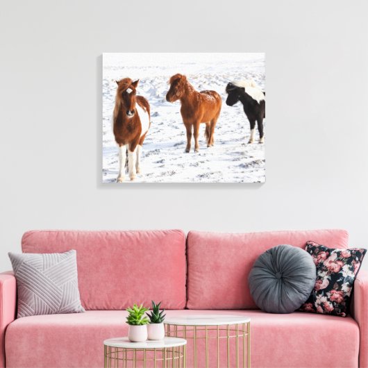 IJslands paard met typische winterkat Canvas Afdruk (Insitu (Woonkamer))