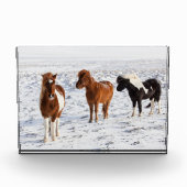 IJslands paard met typische winterkat Fotoblokken (Voorkant)