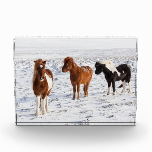 IJslands paard met typische winterkat Fotoblokken (Voorkant)