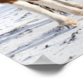 IJslands paard met typische winterkat Poster (Hoek)