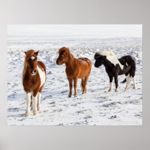 IJslands paard met typische winterkat Poster