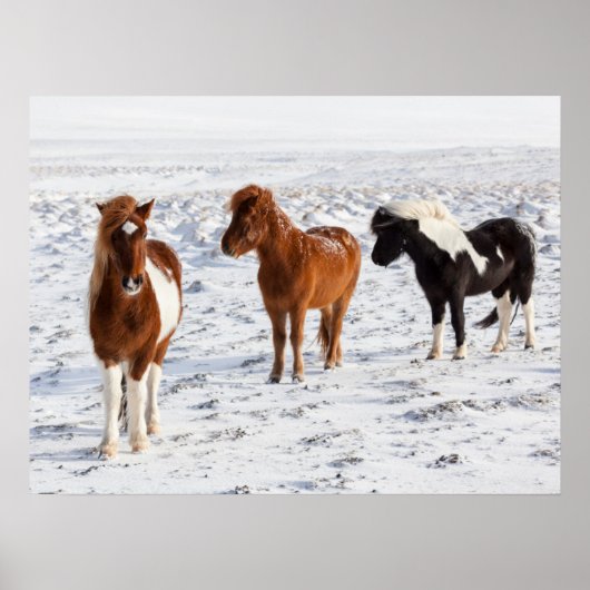 IJslands paard met typische winterkat Poster (Voorkant)