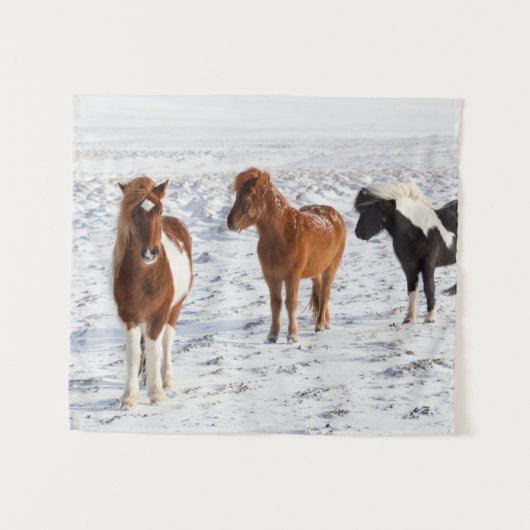 IJslands paard met typische winterkat Wandkleed (Voorkant (horizontaal))