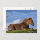 IJslands paard rust en hemel Briefkaart (Voorkant / Achterkant)