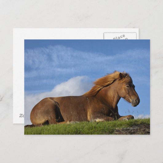 IJslands paard rust en hemel Briefkaart (Voorkant / Achterkant)