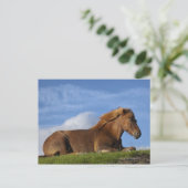 IJslands paard rust en hemel Briefkaart (Staand voorkant)