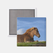 IJslands paard rust en hemel Magneet (Voorkant / Achterkant)