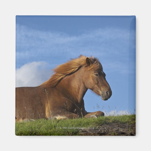 IJslands paard rust en hemel Magneet (Voorkant)