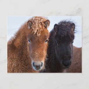 IJslands paard tijdens de winter op IJsland Briefkaart