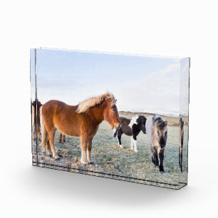 IJslands paard tijdens de winter op IJsland Fotoblokken
