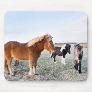 IJslands paard tijdens de winter op IJsland Muismat