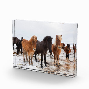 IJslands Paard Tijdens Winter IJsland Fotoblokken