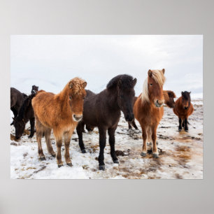 IJslands Paard Tijdens Winter IJsland Poster