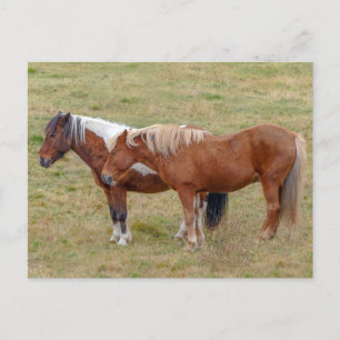 IJslands paardenduo, IJslandse weide Briefkaart