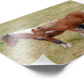 IJslands paardenduo, IJslandse weide Foto Afdruk (Hoek)