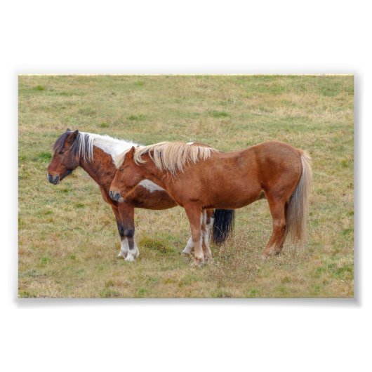 IJslands paardenduo, IJslandse weide Foto Afdruk (Voorkant)
