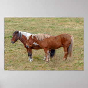 IJslands paardenduo, IJslandse weide Poster