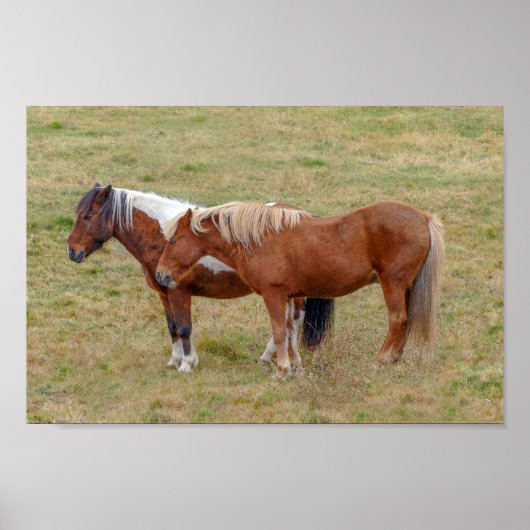 IJslands paardenduo, IJslandse weide Poster (Voorkant)
