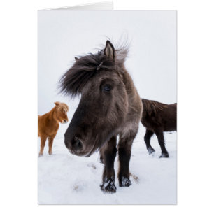 IJslands paardenportret, IJsland