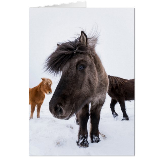 IJslands paardenportret, IJsland (Voorkant)