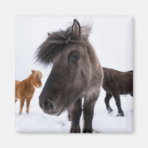 IJslands paardenportret, IJsland Magneet